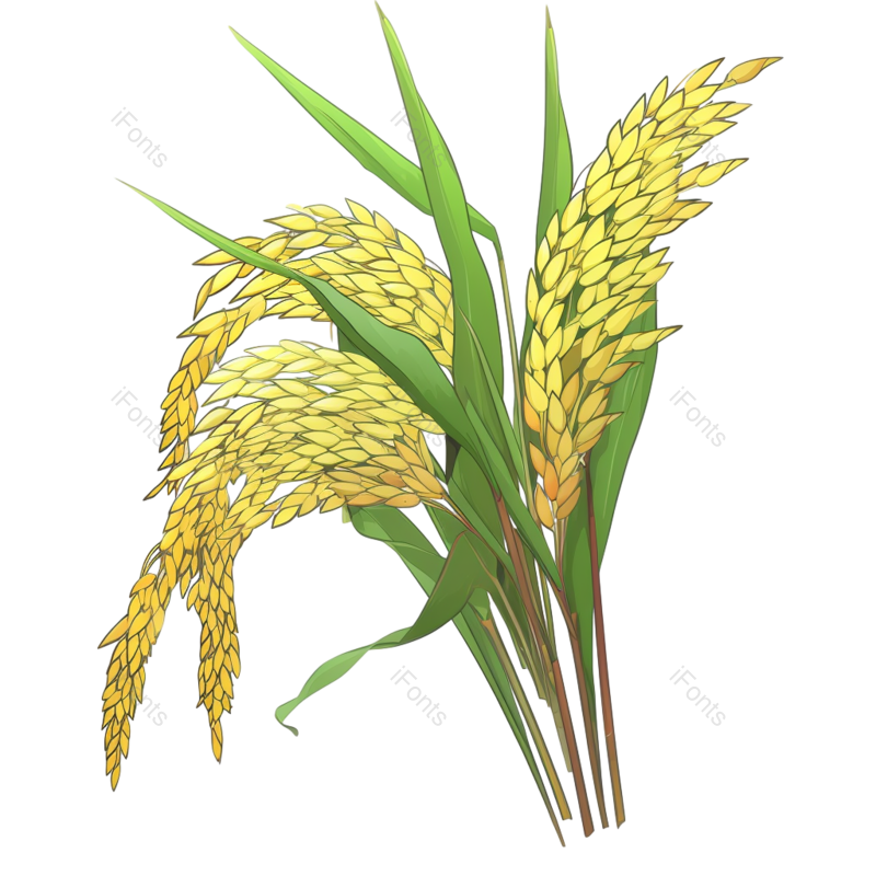 芒种图片,稻谷元素,谷物PNG,免抠素材